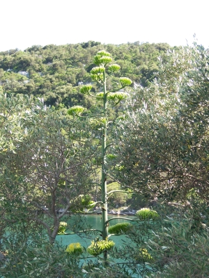 Sie sehen eine wunderschöne Pflanze auf Mljet.