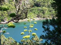 Sie sehen eine wunderschöne Landschaft auf der Insel Mljet.