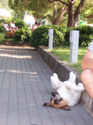 Sie sehen einen kleinen Park in Slano.